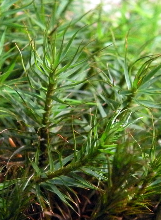 Polytrichum sp?